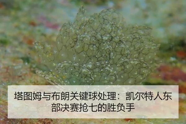 ta-tu-mu-yu-bu-lang-guan-jian-qiu-chu-li-kai-er-te-ren-dong-bu-jue-sai-qiang-qi-de-sheng-fu-shou-2-293.jpg